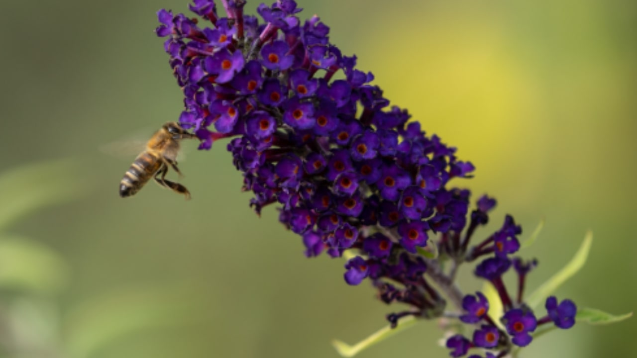 Consigli per curare la Buddleja