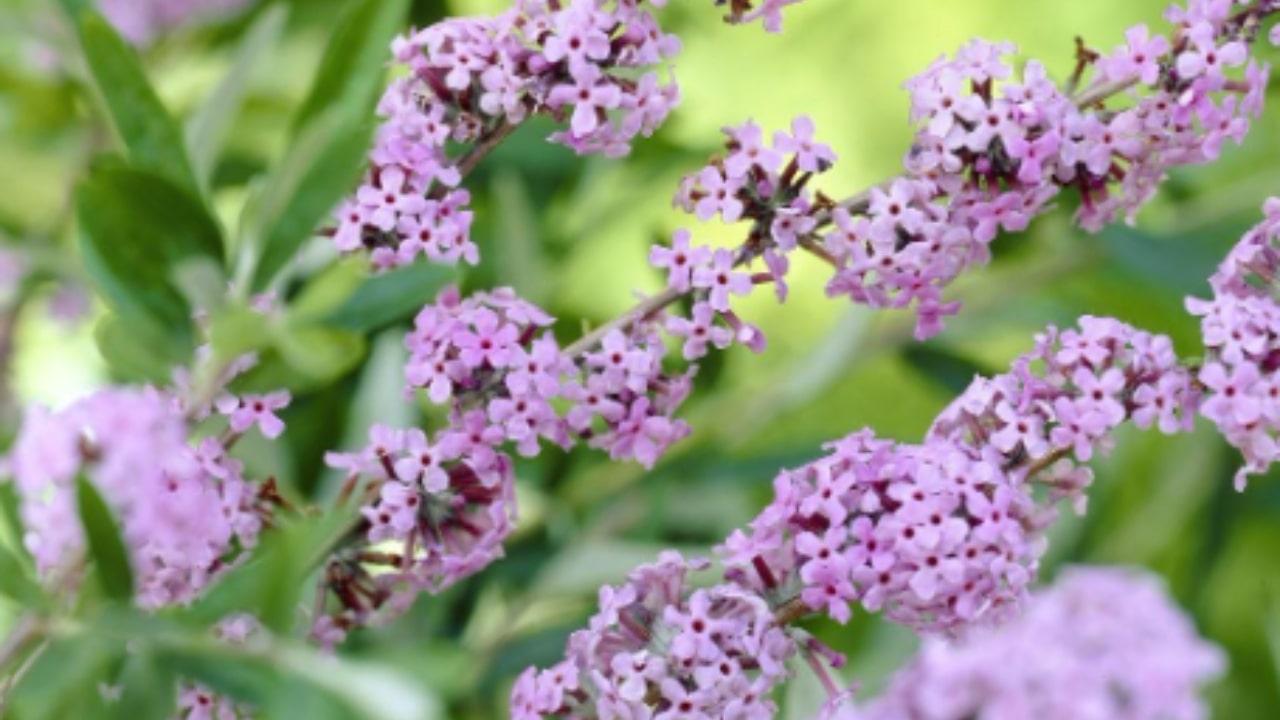 Cosa sapere sulla Buddleja