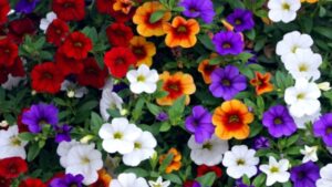 Calibrachoa, la pianta che colora giardini e balconi: descrizione, cura ecuriosità