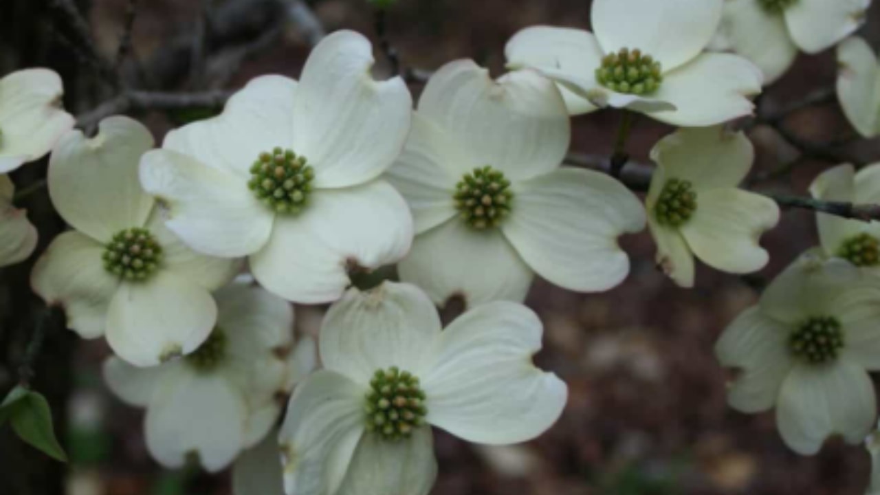 Come prendersi cura del Corniolo da fiore