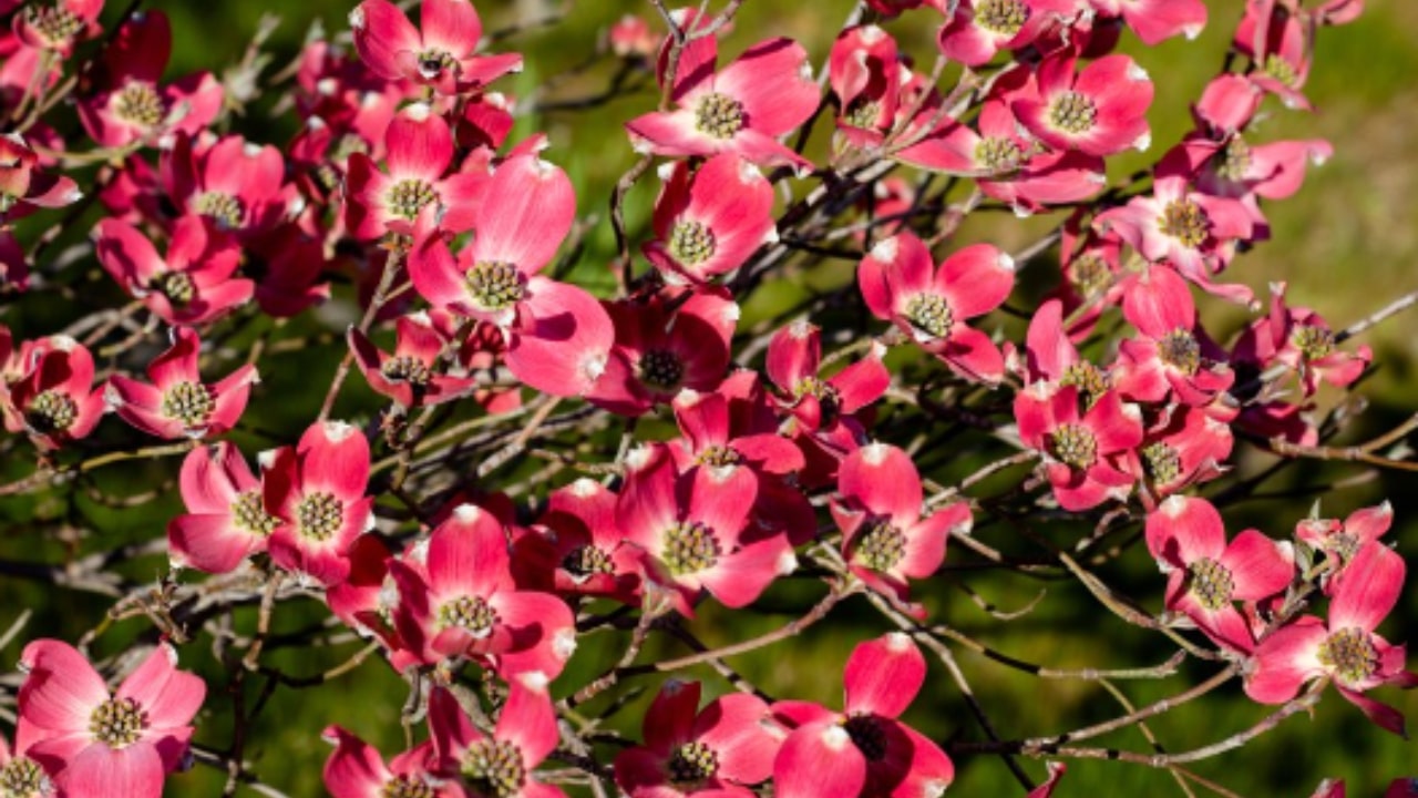 Curiosità sul Corniolo da fiore