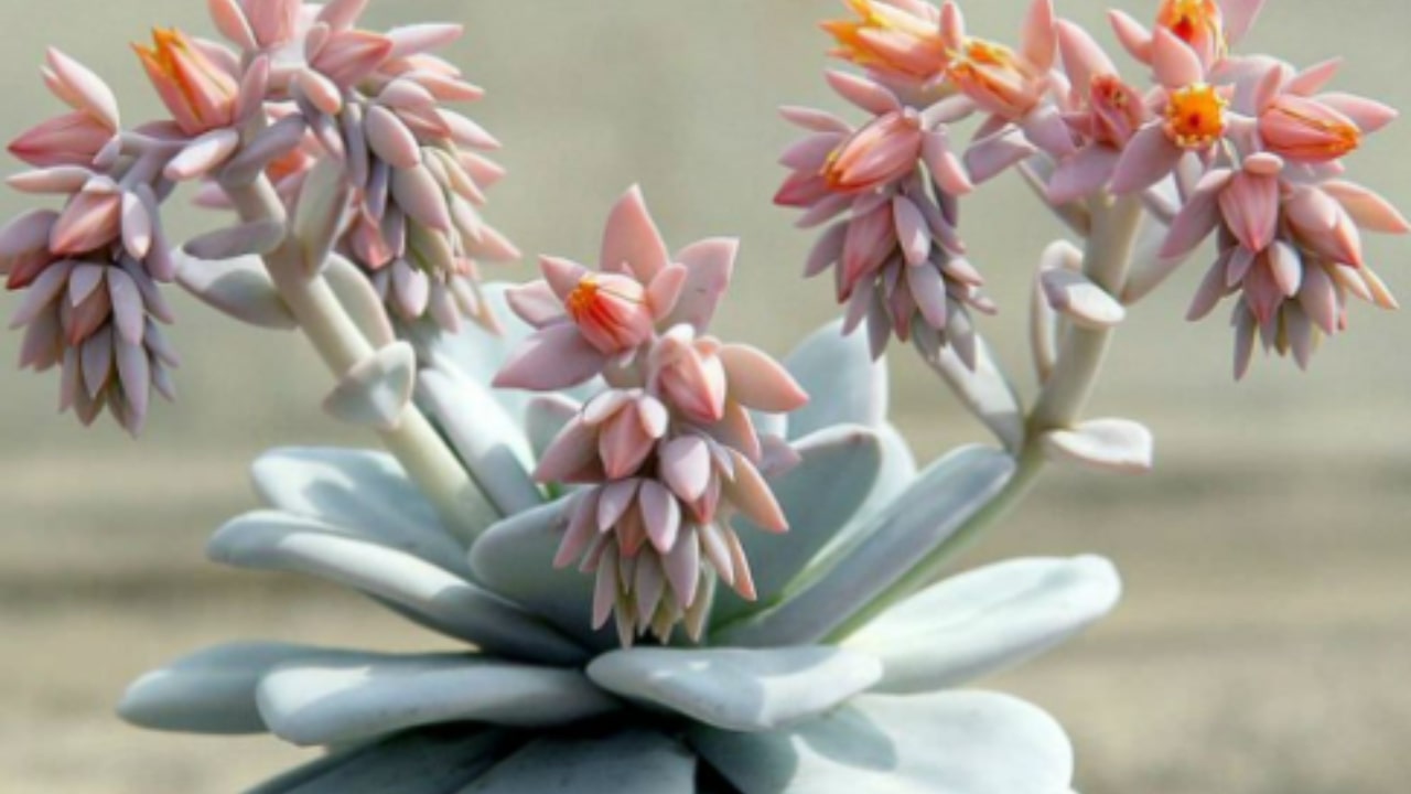 Qualche curiosità sull'Echeveria laui