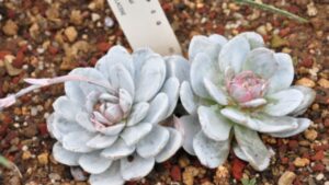 Echeveria laui, la pianta grassa senza spine: qualche curiosità