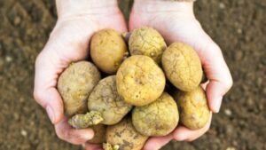 Le patate germogliate si possono mangiare oppure rappresentano una minaccia per la nostra salute?