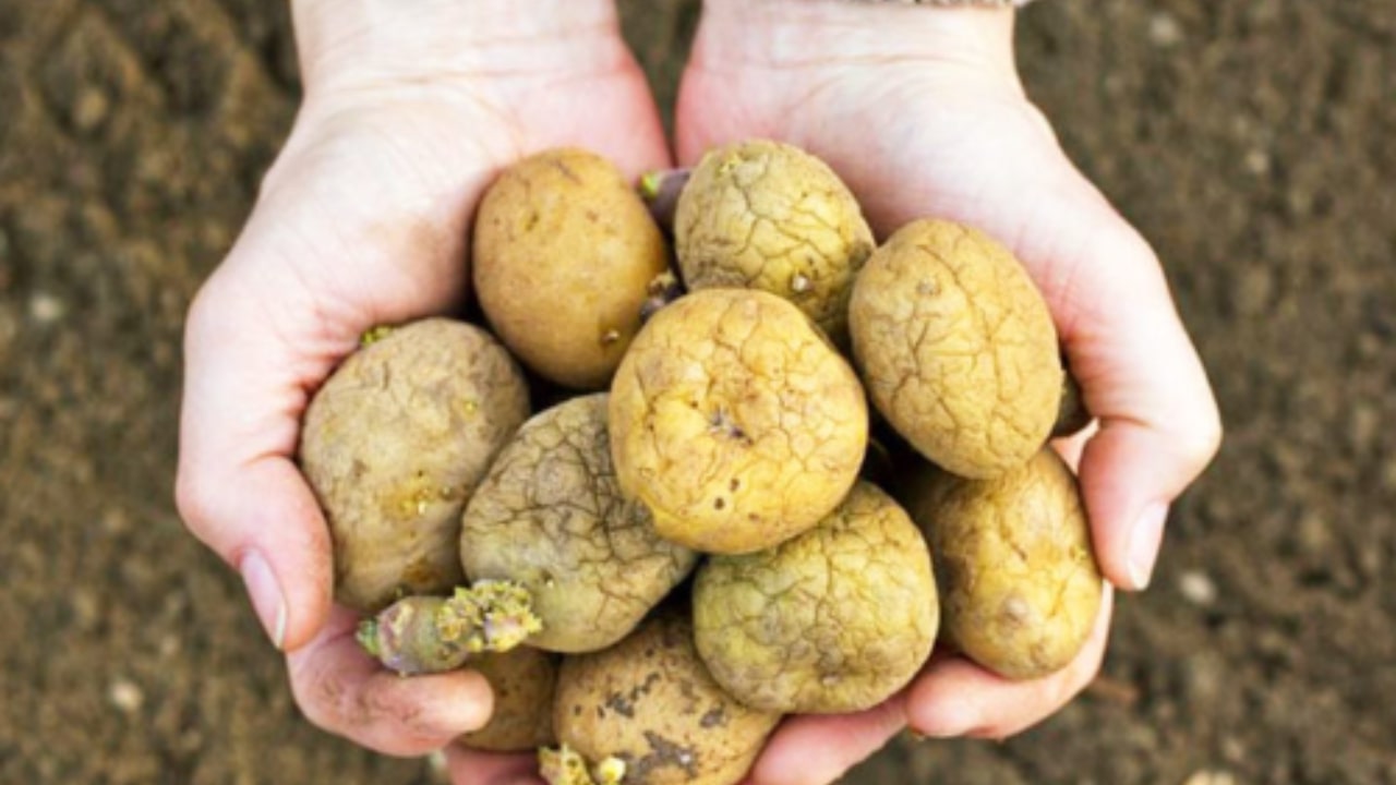 Cosa fare in caso di patate germogliate