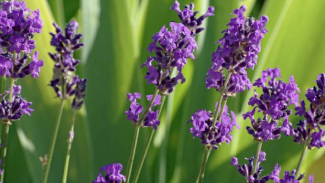 Lavanda: una delle piante in grado di contrastare l'insonnia