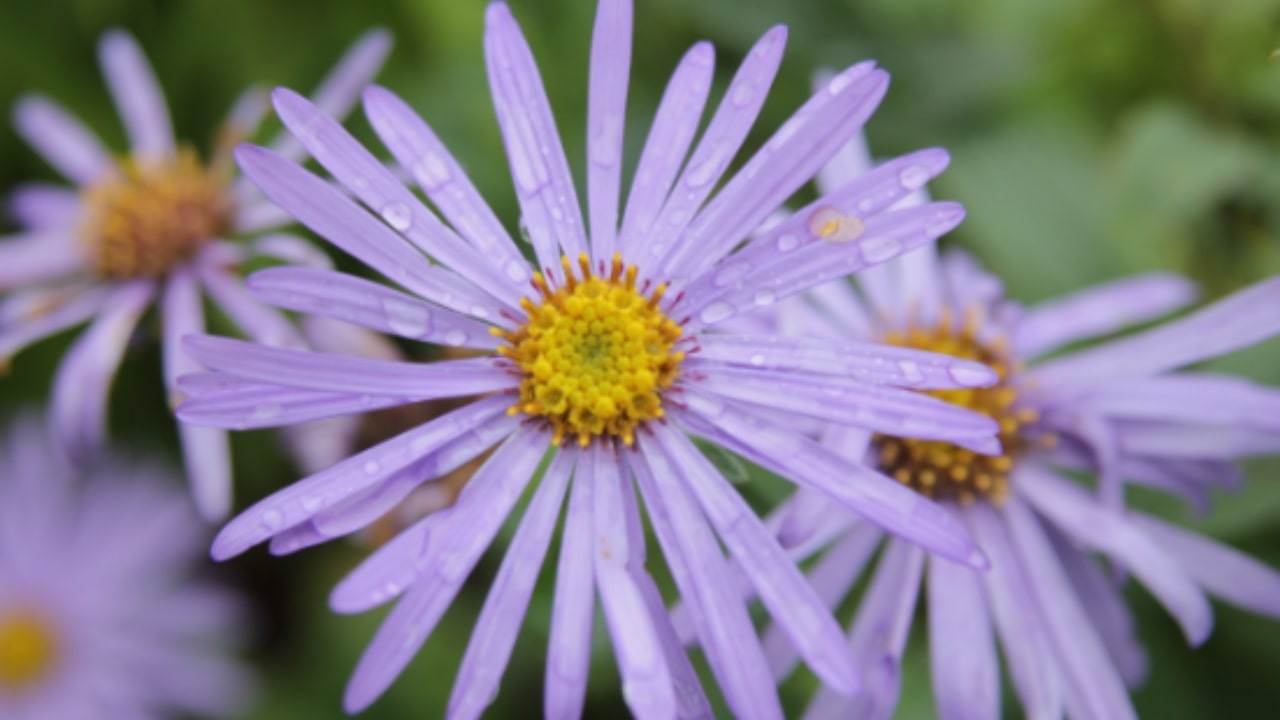 Quali fiori coltivare a Settembre