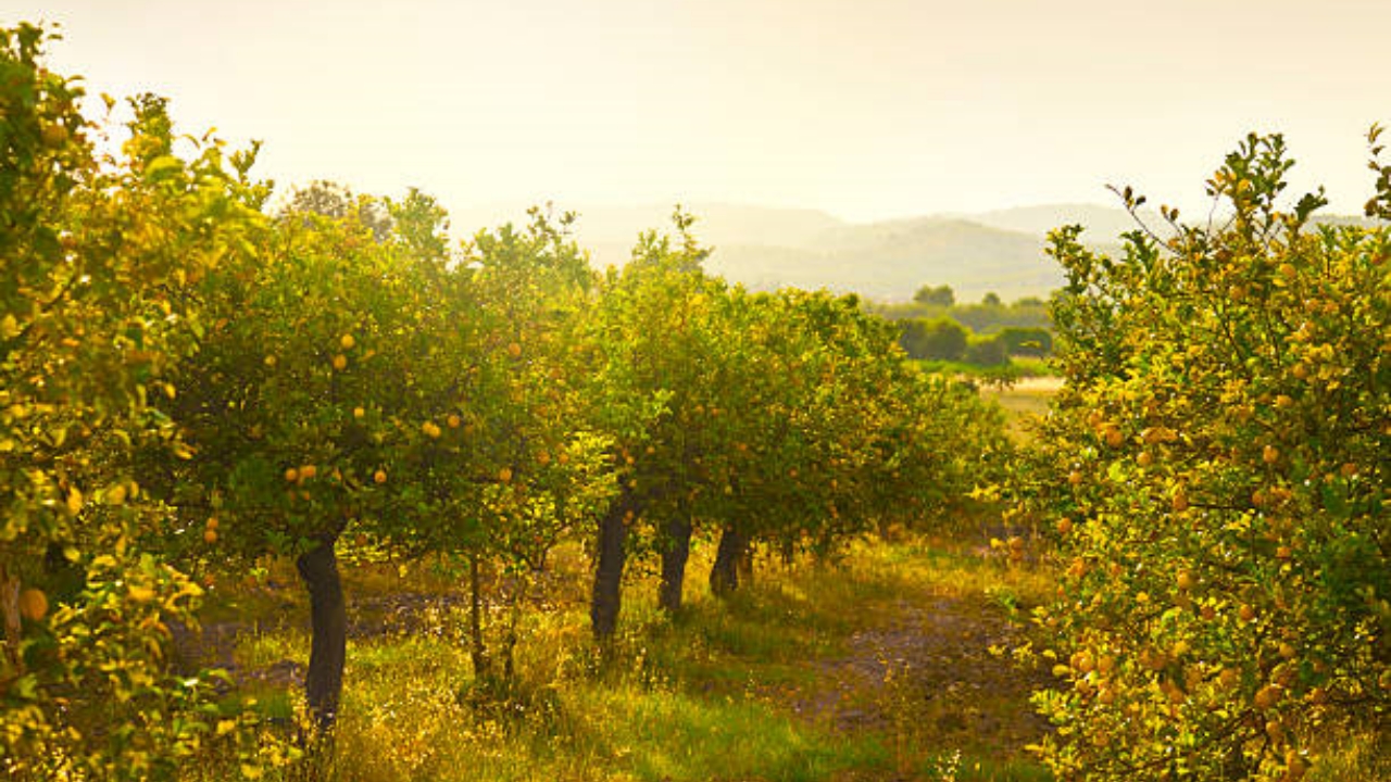 distesa di alberi