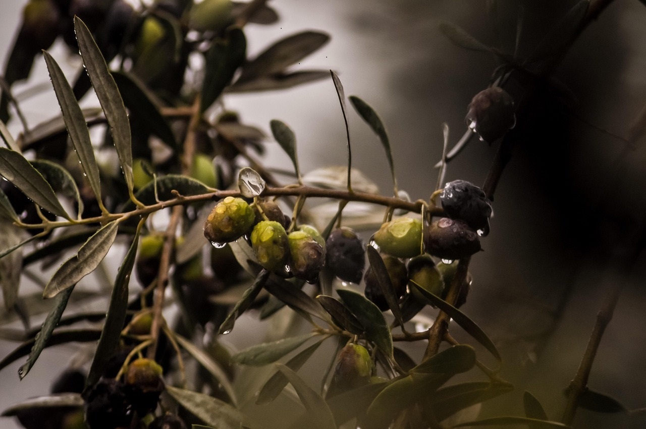 crescita albero di olive