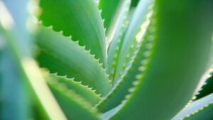 Aloe con foglie marroni e mollicce? Vi spieghiamo cosa sta succedendo