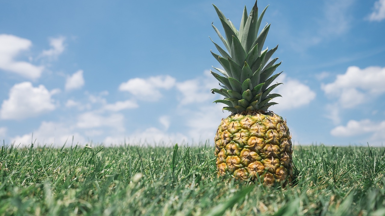 ananas nel campo