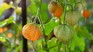 Bacca d’oro: le proprietà, le caratteristiche e i benefici per la salute del Canapum Physalis