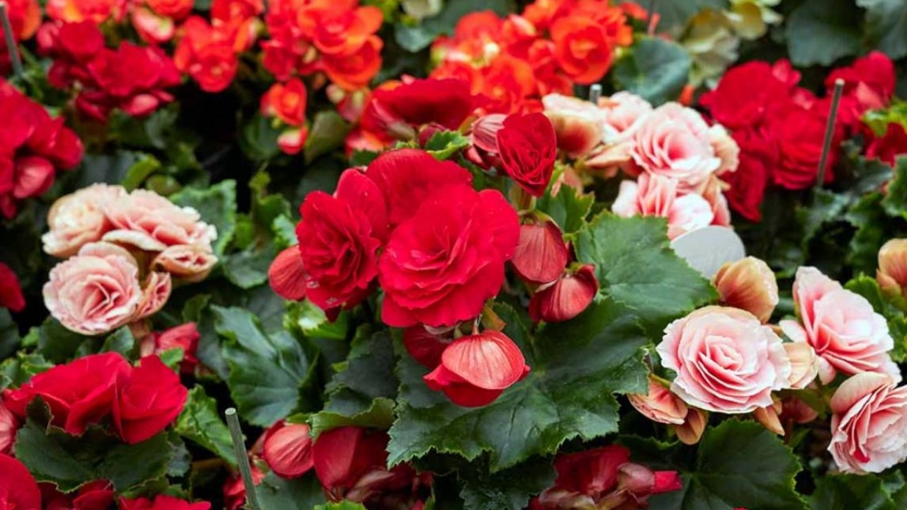 fiori di begonia elatior