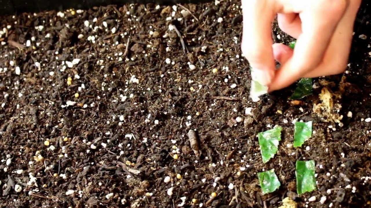 terreno con begonia