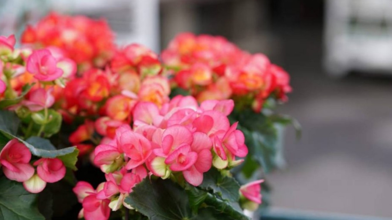 pianta di begonia elatior