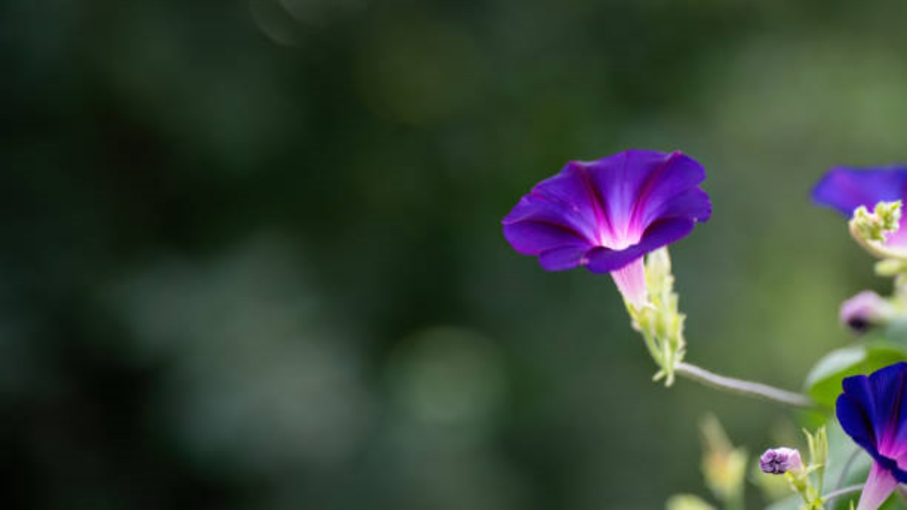 fiore di convolvolo