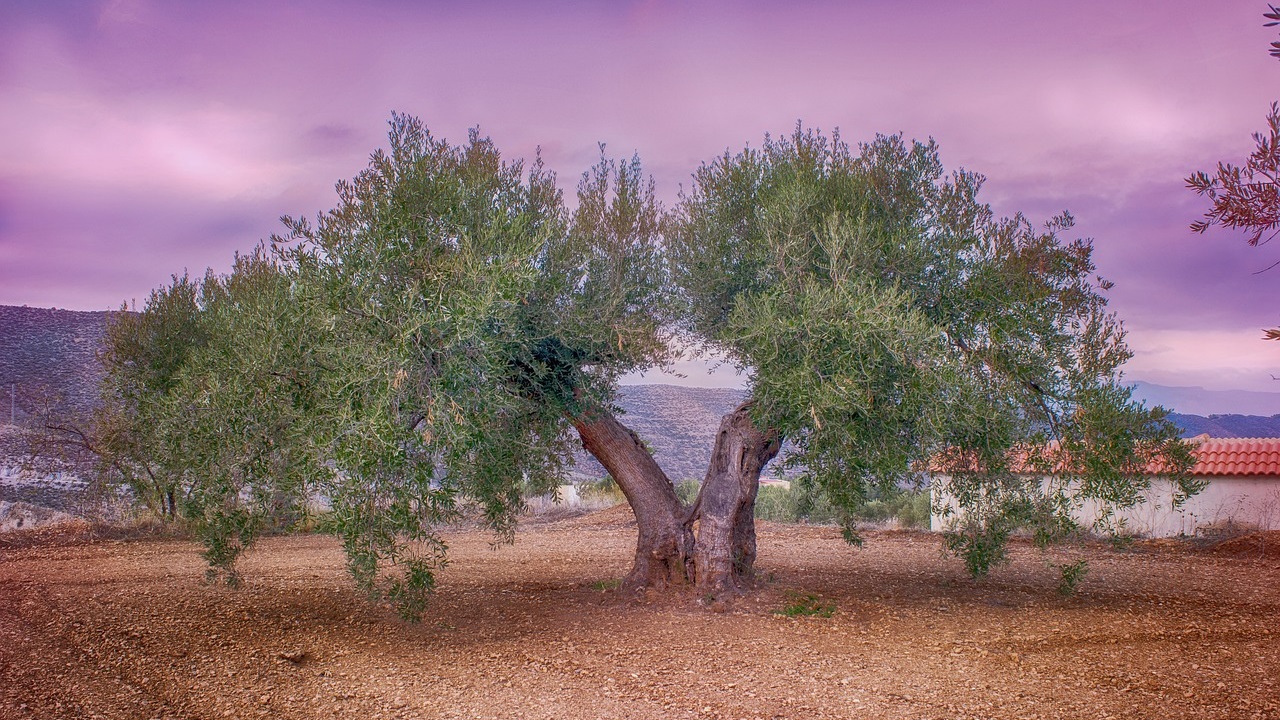 condizioni ottimali per la crescita dell'albero di olive