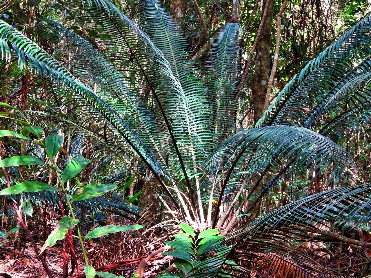 moltiplicazione delle Cycas