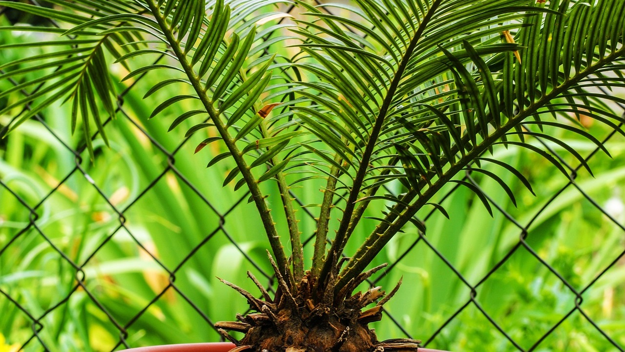 come garantire la moltiplicazione delle Cycas