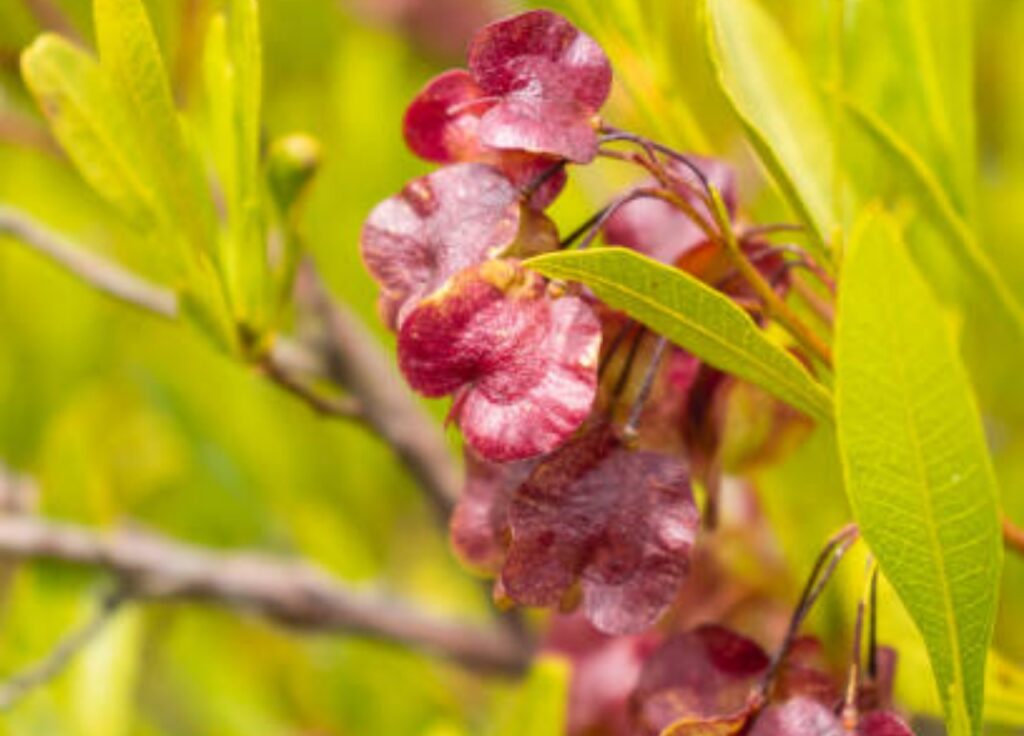 fiori di dodonaea viscosa