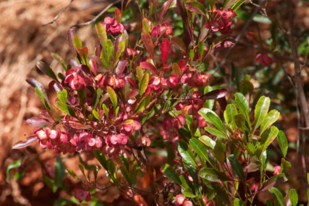 dodonaea viscosa cresciuta