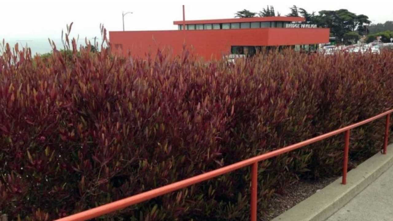 dodonaea viscosa in giardino