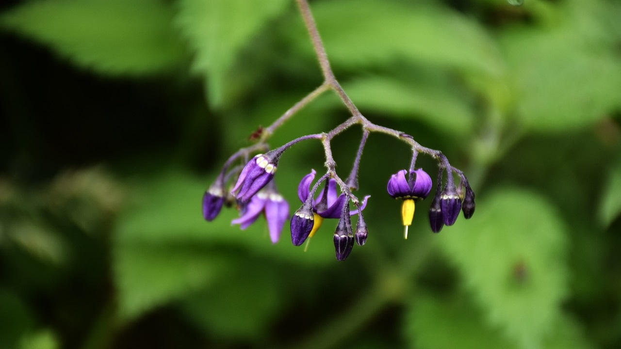 dulcamara fiore