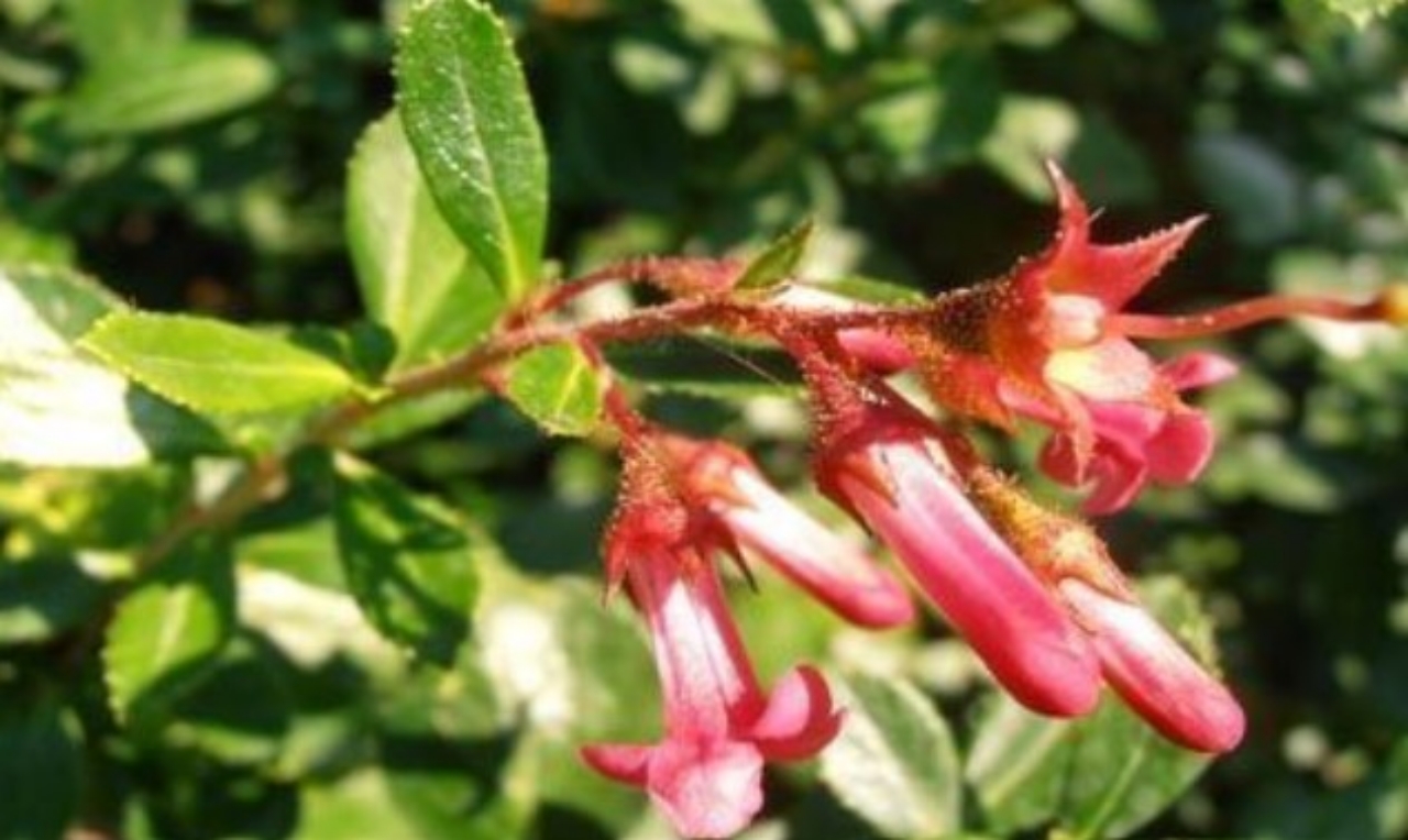 escallonia fiorita