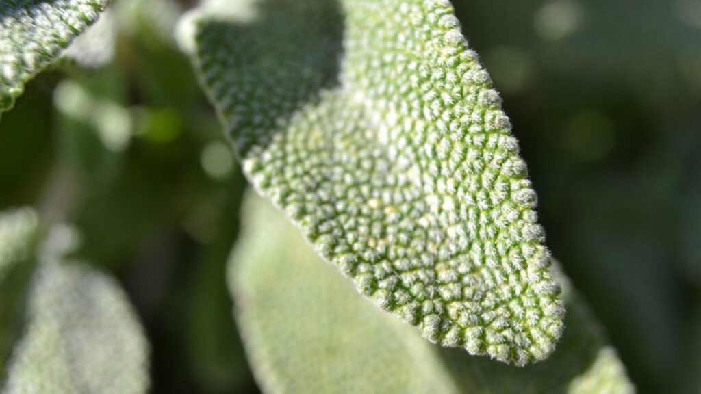 foglie di salvia