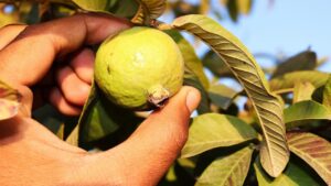 Lo sapevate che le foglie di guava sono un toccasana per salute, pelle e capelli?