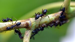 Le formiche hanno invaso i vasi delle piante? Come sbarazzarvene