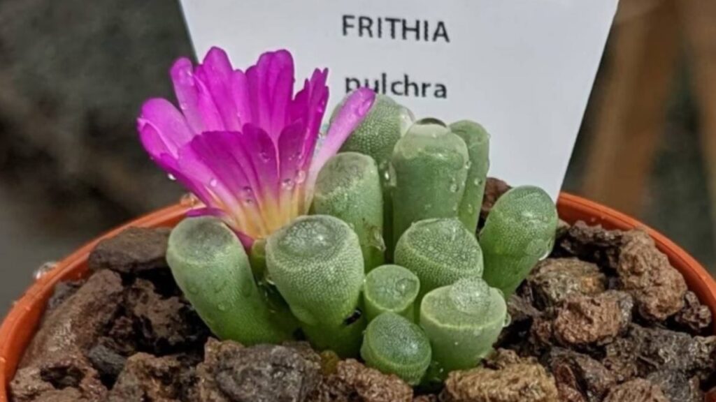 frithia in vaso