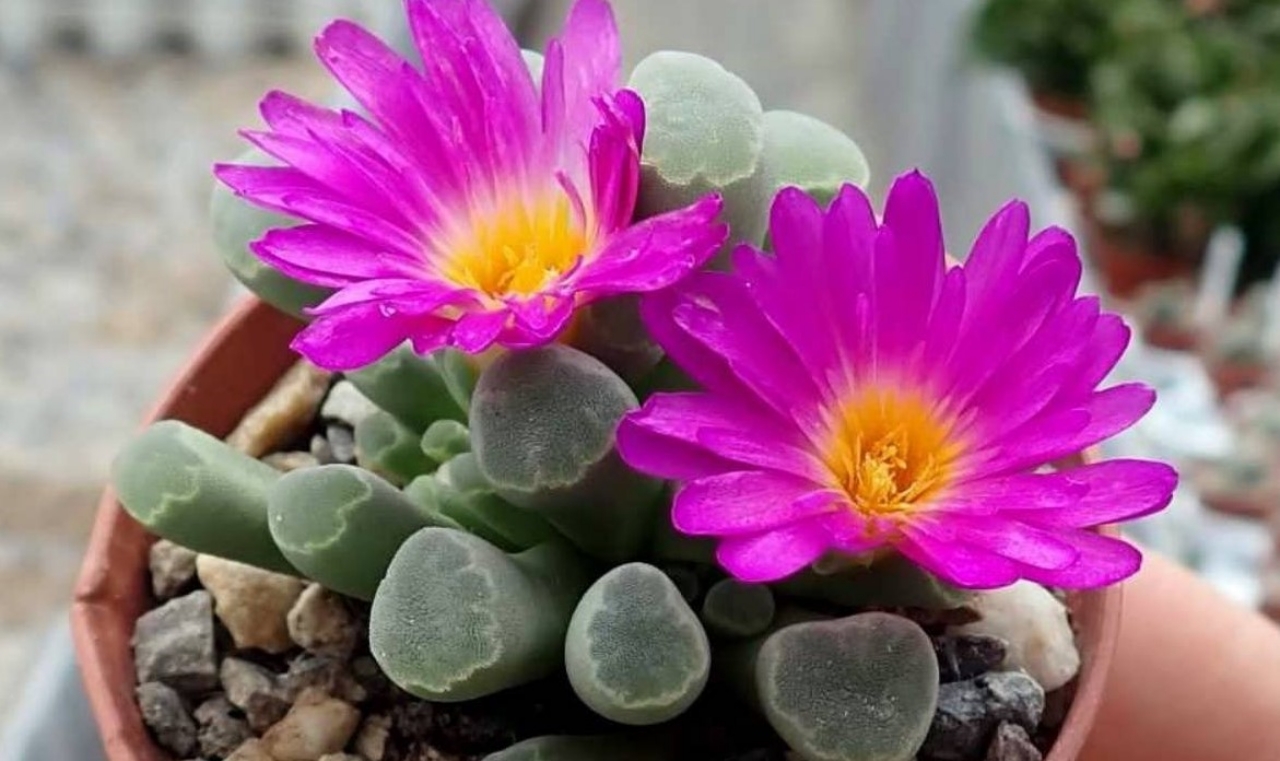 fiori di frithia