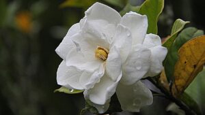 Gardenia, simbolismo e significato nel linguaggio dei fiori