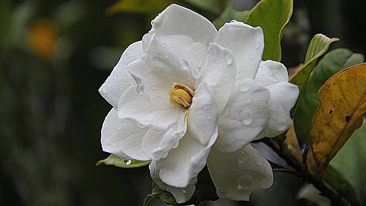 gardenia