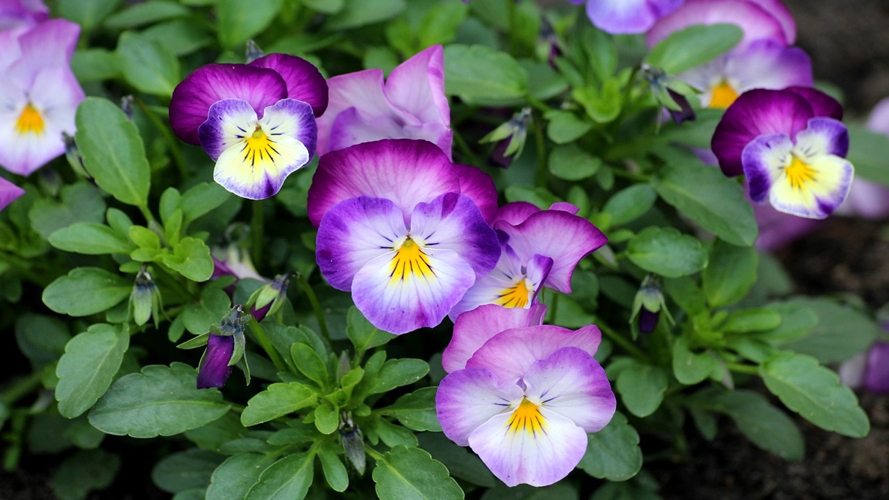 giardino invernale viole pensiero