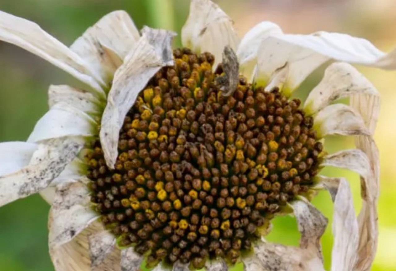 fiori di margherite