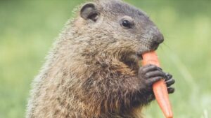 Come tenere le marmotte fuori dal giardino: 4 semplici modi per fermarle