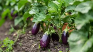 Salsa di melanzane: la gustosa ricetta che ti farà innamorare