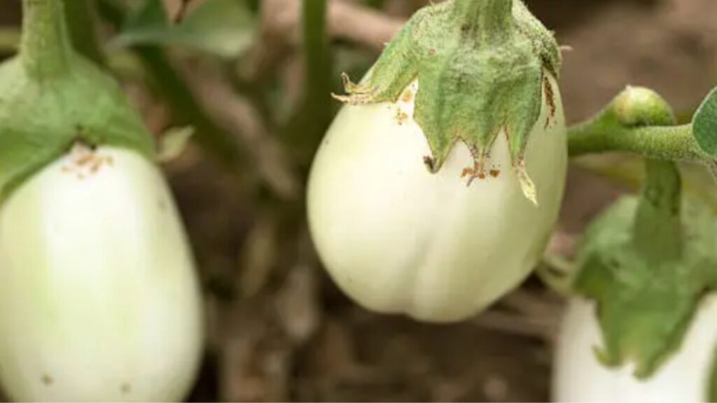 melanzane attaccate alle piante