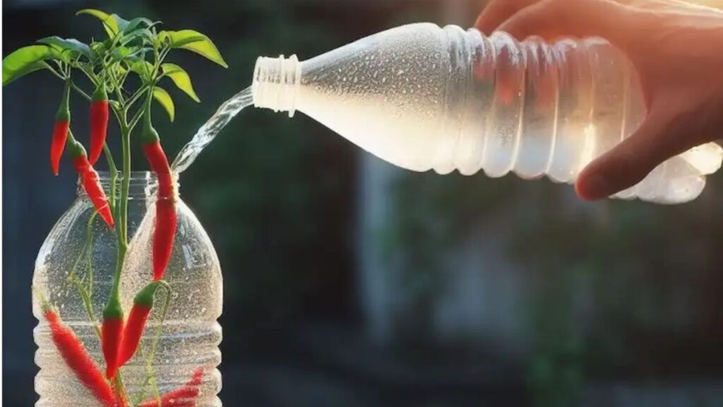 bottiglia con peperoncini all'interno