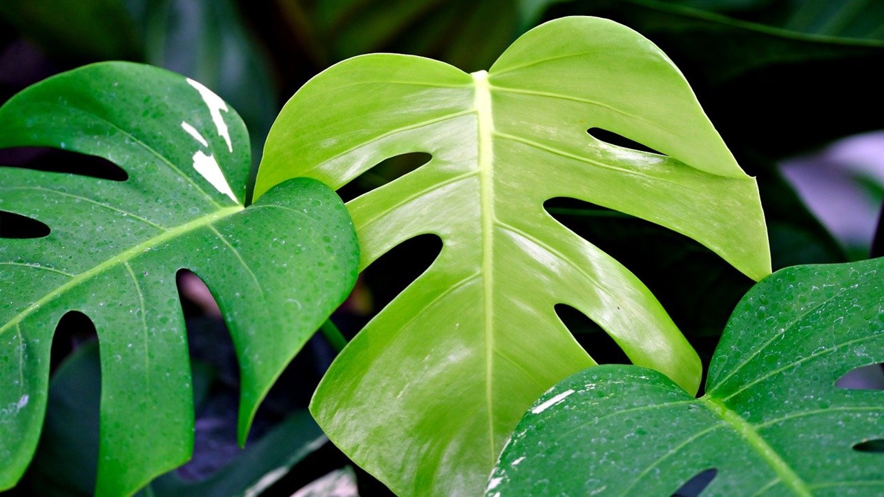 monstera terriccio