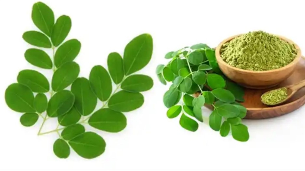 moringa raccolta