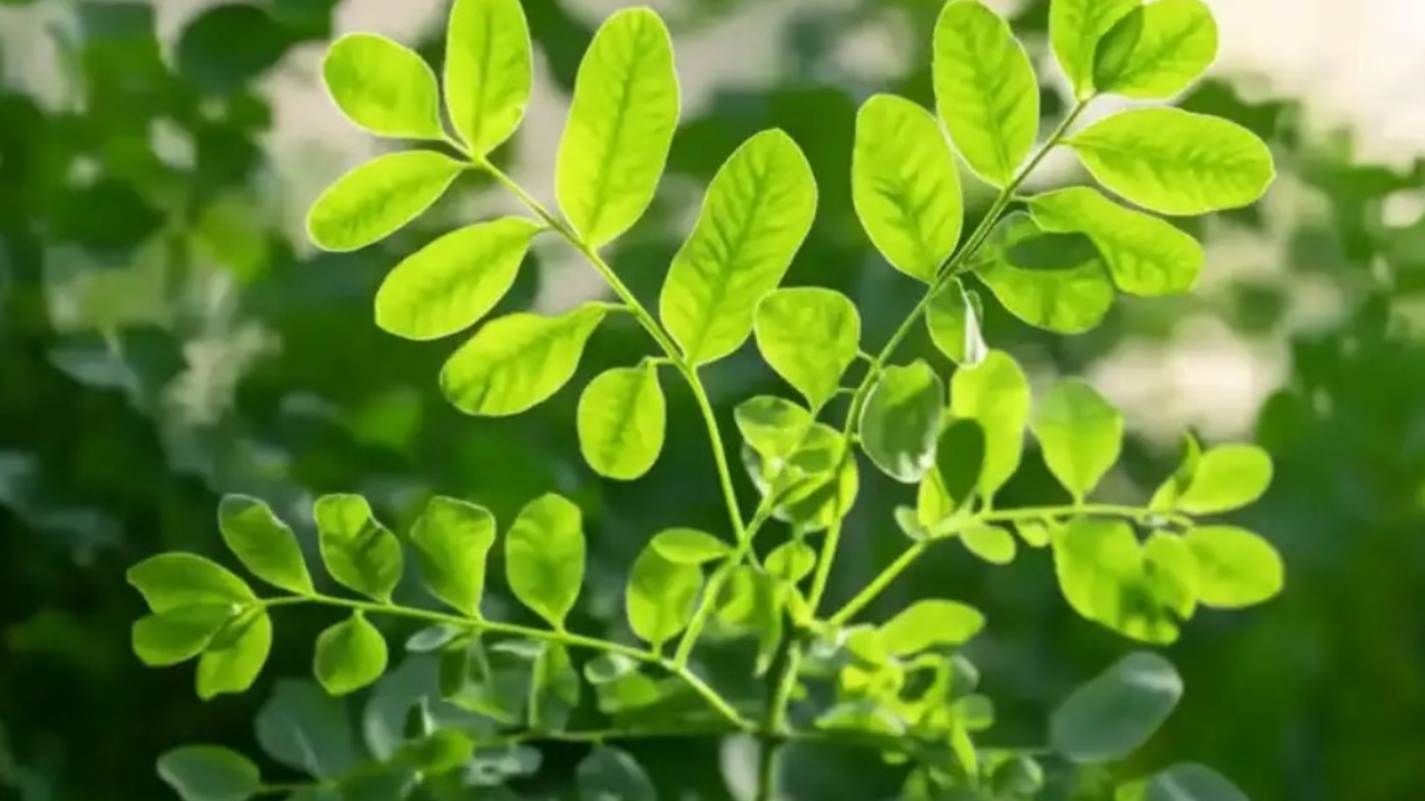 pianta di moringa cresciuta