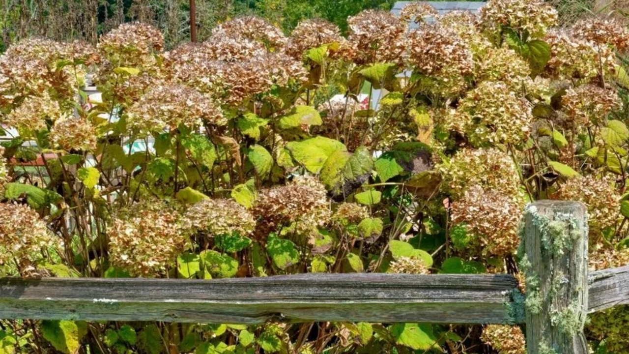 piante di ortensie