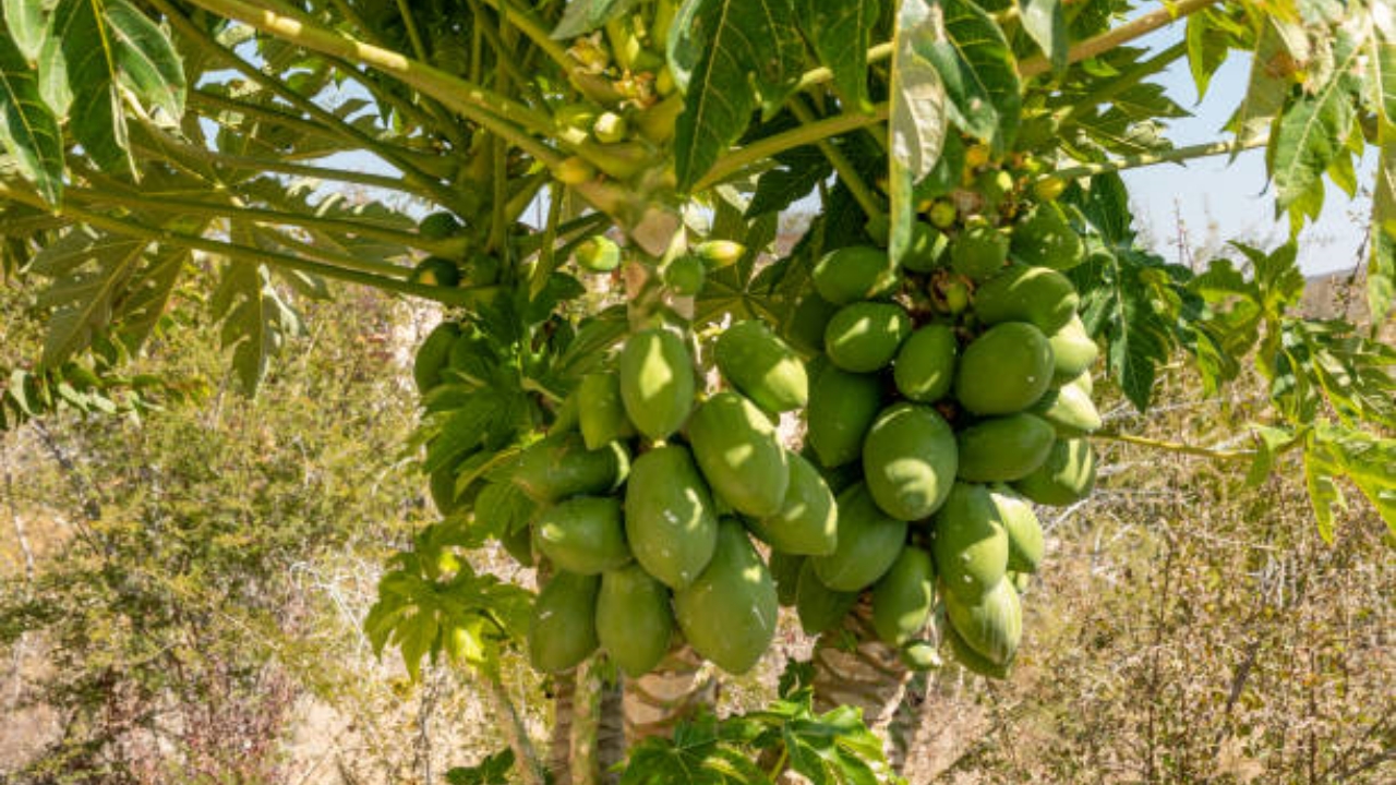 pianta di papaya