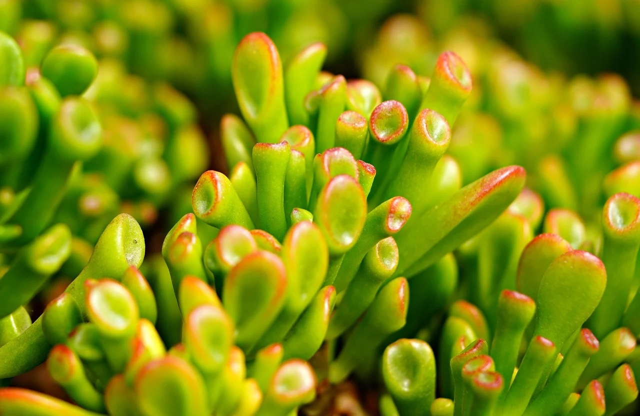 Crassula Ovata