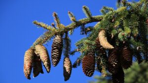 Piante popolari che non dovremmo mai avere nel giardino