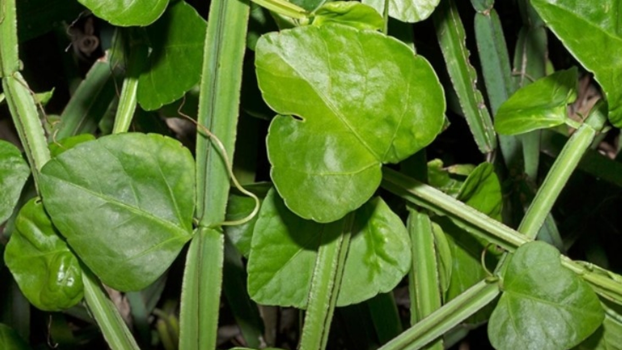 piante di ficus