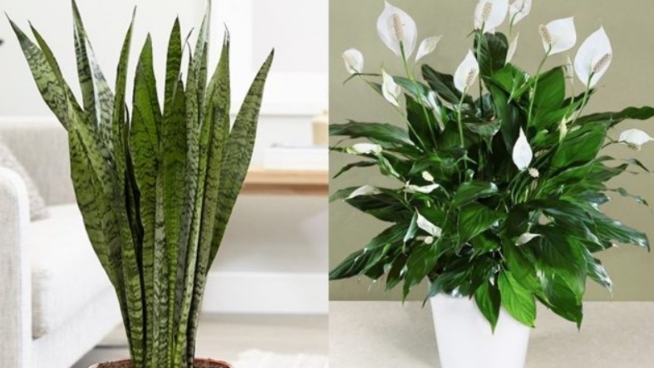 piante di sansevieria